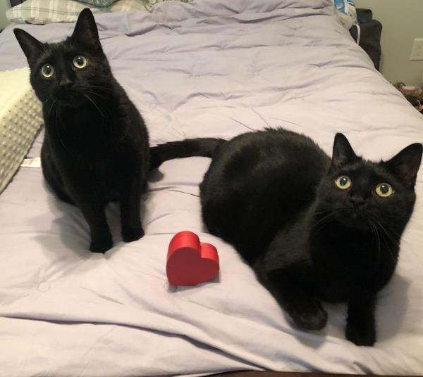 /Images/uploads/Humane Society of Lackawanna County/LoveYourPet/entries/9646thumb.jpg